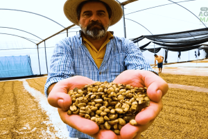 Produtor investe em tecnologia e manejo para impulsionar o café da Serra de Baturité.