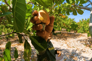Programas estaduais ampliam apoio à produção e à renda de agricultores familiares em todo o Ceará.