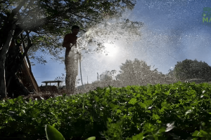 Projetos São José, Sertão Vivo e PAA ampliam apoio produtivo no campo cearense.