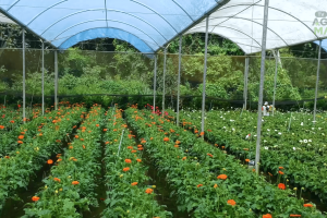 A Serra da Ibiapaba reúne clima, água e localização estratégica para se consolidar como polo de flores no Nordeste brasileiro.