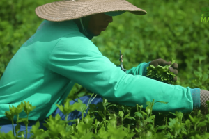 Cláudio Fogaça construiu, em 22 anos, um dos maiores negócios de floricultura da região serrana do Ceará 
