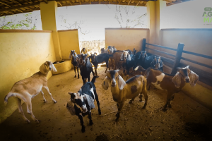 Sistema brasileiro melhora eficiência alimentar no campo