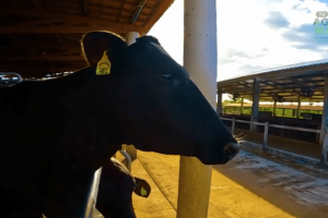 Com 69 anos e quatro filhos na propriedade, Seu Moisés é referência em pecuária leiteira no Vale do Jaguaribe