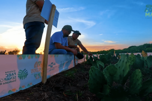 Projeto FAEC-SENAR implanta unidades forrageiras em 35 municípios do Ceará desde 2024