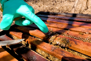 Júnior do Mel exibe favo com mel da florada do cajueiro em Ocara (CE). A coloração escura é característica desse tipo de produção.