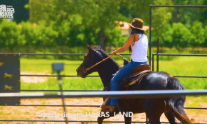 O Arasland é um modelo de equinocultura como negócio estruturado no Nordeste do Brasil