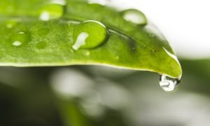 Bem-estar e Sustentabilidade na Agricultura Contemporânea