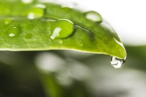 Bem-estar e Sustentabilidade na Agricultura Contemporânea