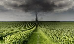 Furacão Milton causa danos às plantações e deixa milhões sem eletricidade nos Estados Unidos.