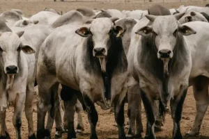 Preços firmes do boi gordo em janeiro contrastam com cautela do mercado diante das cotas chinesas em fevereiro.
