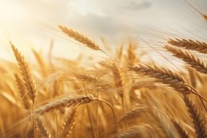 A wheat field waving in the wind, field background