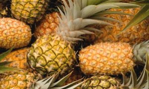 Zoneamento climático cobre todos os municípios e indica melhores épocas de plantio