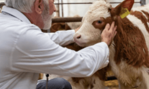 Sessão solene da Alece valoriza o papel dos zootecnistas no desenvolvimento agropecuário do Estado